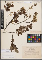 Salix bicolor Ehrh. ex Willd.